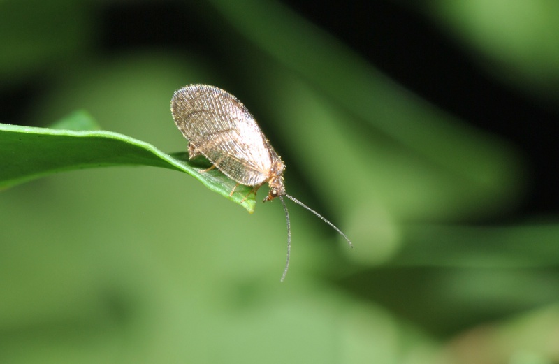 Hemerobiidae: cfr. Megalomus sp.